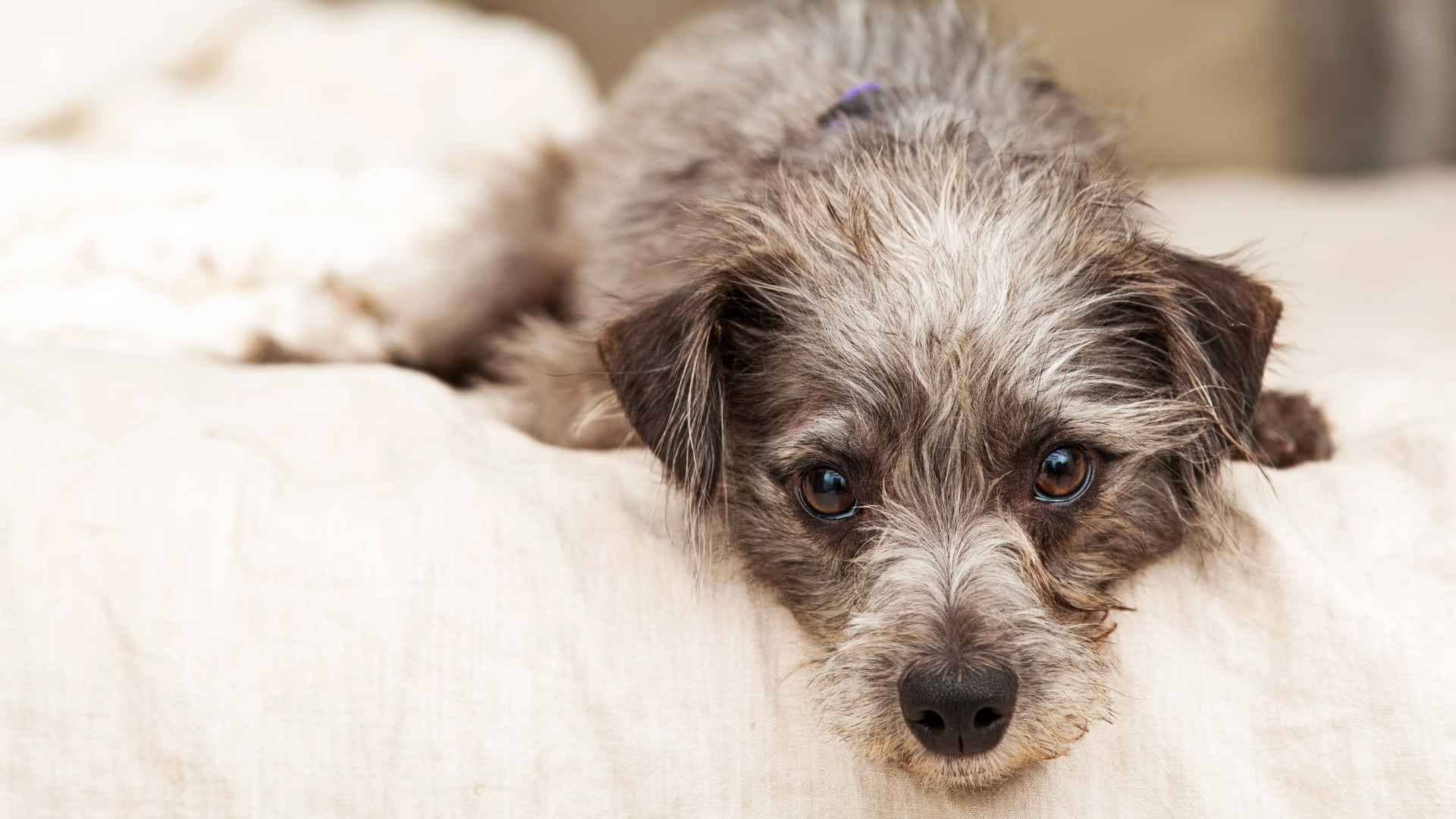 Perro intoxicado necesita carbono activo